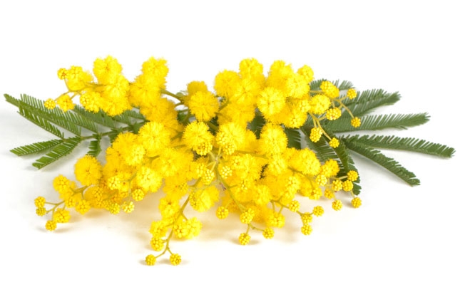 zoom_1_mimosa-acacia-dealbata