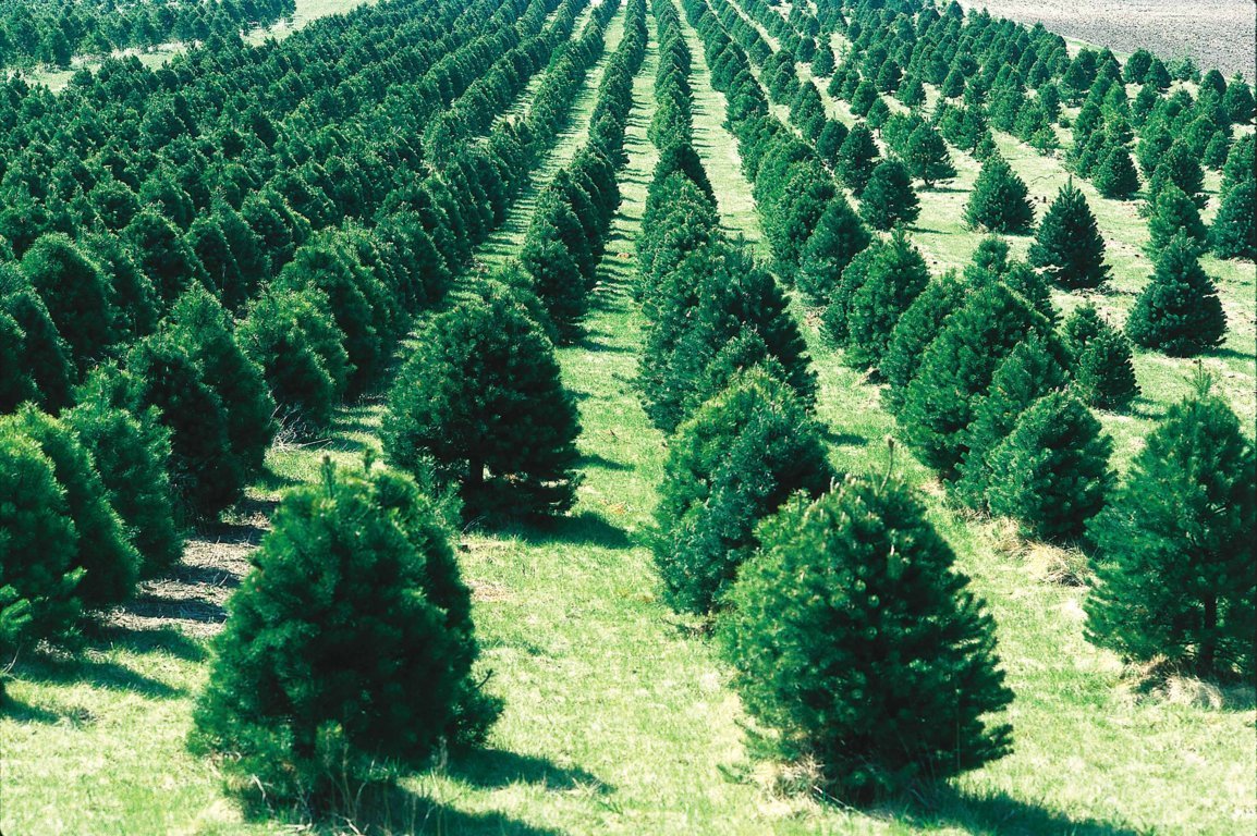 christmas-tree-farm