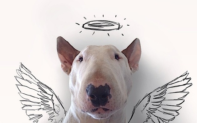 Jimmy Choo: Bull Terrier & Le Borse