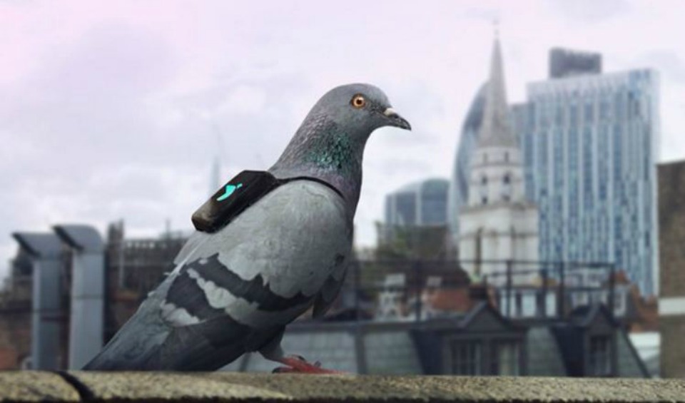 1458207084_pigeon-2